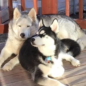 Meet your Posher, Dan